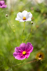 garden cosmos , Mexican aster , cosmos bipinnatus purple flowers meadow garden summer 
