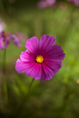 Obraz premium beautiful pink purple white cosmos flowers in the garden 