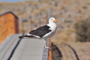 Gaviota a punto de emprender su vuelo, Camarones, Chubut, Argentina