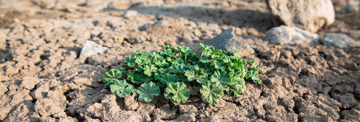 plant in clay ground