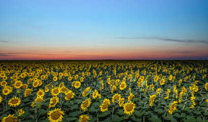 Sunflower Bliss: A Golden Field Under the Setting Sun's Warm Embrace