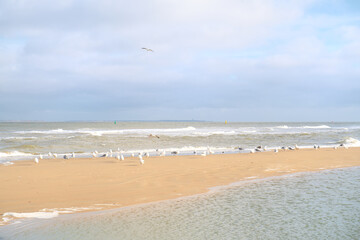 Seagulls at the beach