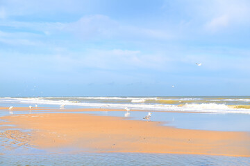 Fototapeta na wymiar Seagulls at the beach