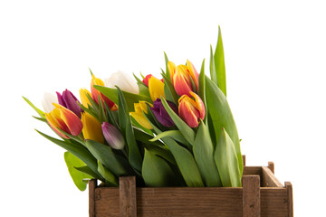 Colorful tulips for sale