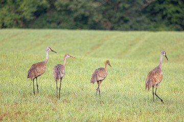 Obraz na płótnie Canvas Family of sandhill cranes walking in a field