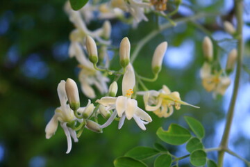 White flowers Moringa blooming on branch and buds with blur background.