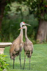 Adult and juvenile sandhill crane