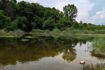 Fototapeta na wymiar Green forest reflected in the pond.
