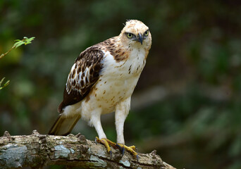 red tailed hawk