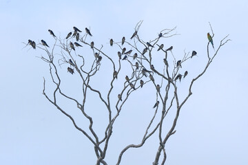 branches against sky