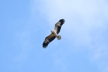 eagle in flight