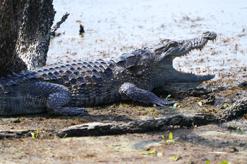 alligator in the everglades