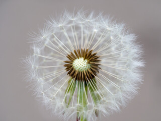 Dandelion partly blown away by the wind
