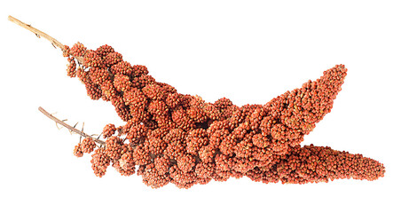 Red millet twigs isolated on a white background. Italian millet. Healthy food for diabetes persons.