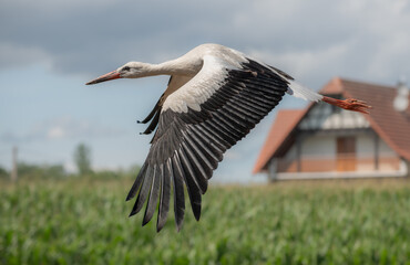 White stork (ciconia ciconia) taking flight.