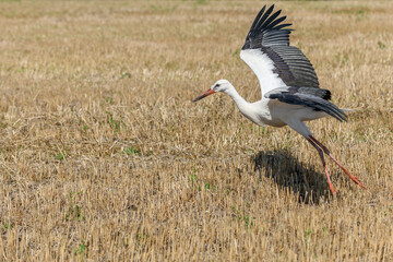 White stork (ciconia ciconia) taking flight.