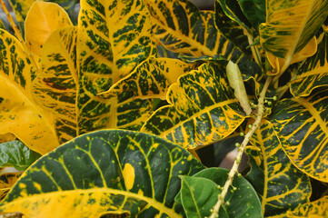 planta cróton  © Alexandre