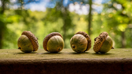 Four acorns lined up on a wooden ledge with blurred trees in the background © Dwayne