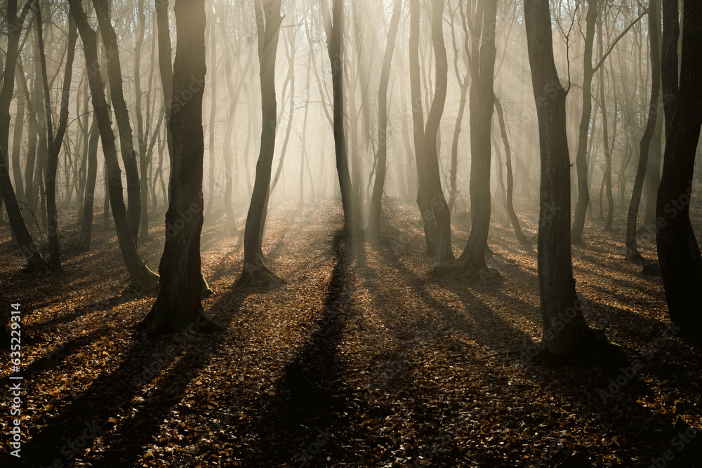 Sticker foggy forest in late autumn