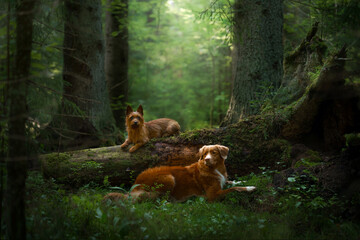 Two red dogs in the forest, small and large. Australian Terrier and Nova Scotia Duck Tolling...