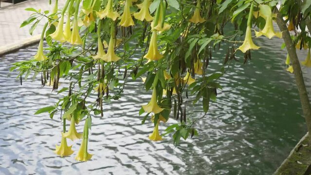 Yellow Flowers with a lake on the background. Brugmansia flowers, suaveolens angel's trumpet or family nightshade,