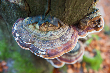Pilz am Baum 1