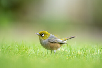 Closeup of a waxeye also known as a silvereye bird on a lawn with a blurred out background