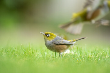 Closeup of a waxeye also known as a silvereye bird on a lawn with a blurred out background