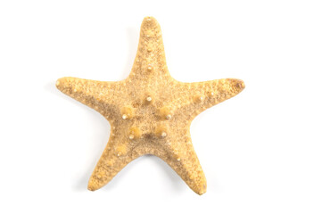 Starfish close up on a white background