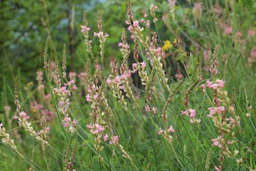 In the meadow among the herbs blooms sainfoin (onobrychis).