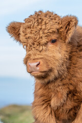 A close up of a Highland Calf