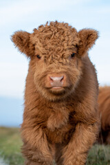 A fluffy Highland Calf © lee