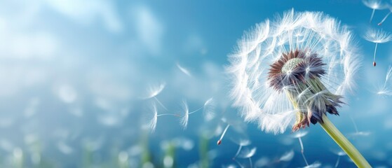 Fototapeta premium Close up of dandelion on the blue background. Generated by ai
