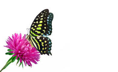 Colorful spotted tropical butterfly on red aster flower isolated on white. Copy space. Graphium...