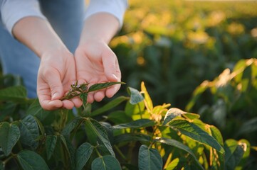 Close up of soybean in farmer's hand. Plant care and protection concept