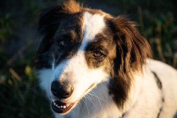 summer lakeside with a dog