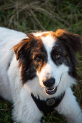summer lakeside with a dog