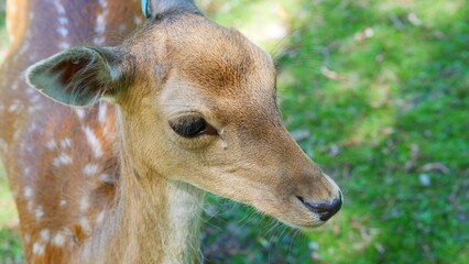 Naklejka premium Baby doe deer closeup of head shot and back with white speckles on brown fur, fauna is outside on grass