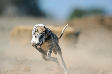 Greyhound running