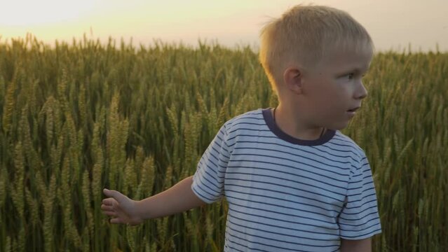 A small, positive, cute 5-year-old boy in a striped T-shirt walks past a wheat field during sunset and touches wheat ears with his hand. High quality 4k footage