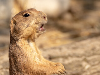 Cane della prateria 1