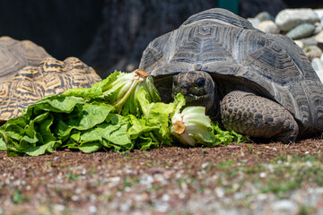 Tartaruga che mangia