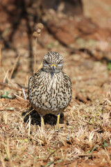 Spotted Thick-knee sitting in the sun, Kruger National Park, South Africa