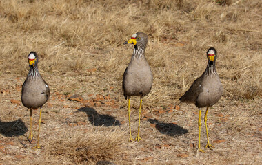 Three African wattled lapwing males, Kruger National Park, South Africa