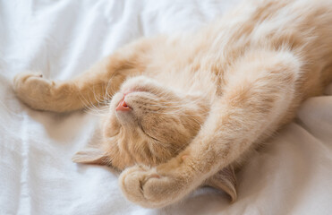 Close-up of a sleeping ginger kitten in bed. Red cat on a white blanket. Relaxing and happy morning.