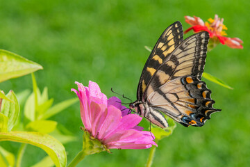 Yellow swallowtail butterfly feeding from pink flower in colorful garden - 635245117