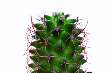 Close-up Cactus Isolated On White
