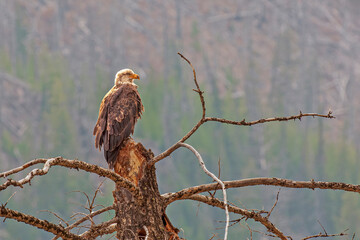 Bald Eagle Perched on Dead Tree