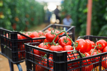 Crop of organic red tomatoes in crates in glasshouse, blurred people engaged in harvesting on...