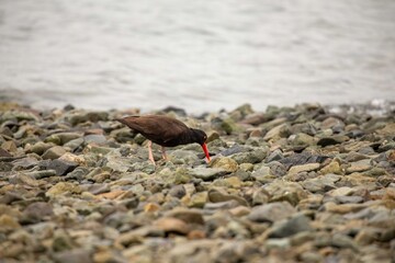 Adult black  oystercatcher on rocks